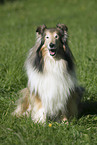 sitting collie