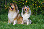 sitting collies