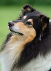 Collie Portrait