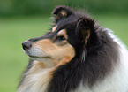 Collie Portrait