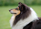 Collie Portrait