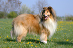 standing Collie