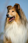 Collie Portrait