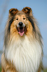 Collie Portrait