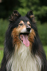 longhaired Collie Portrait