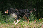 shaking longhaired Collie