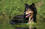 longhaired Collie in the water