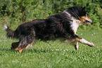 running longhaired Collie