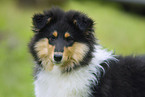 Collie Puppy