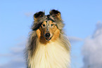 Blue Merle Collie