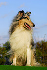 Blue Merle Collie