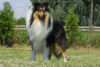 long-haired Collie