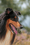 Collie Portrait