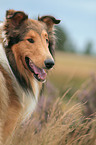 Collie Portrait