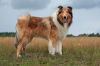 longhaired Collie