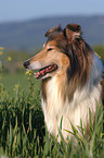 longhaired Collie