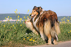 Collie und Podengo Portugues Pequeno