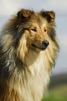 longhaired Collie