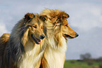 longhaired Collie