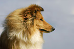 longhaired Collie