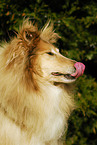 longhaired Collie