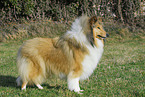 longhaired Collie