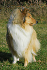 longhaired Collie