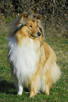 longhaired Collie