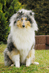 longhaired Collie