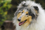 longhaired Collie