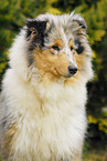 longhaired Collie