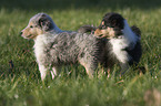 Collie puppy