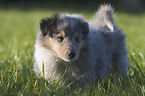 Collie puppy