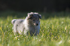 Collie puppy