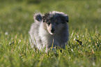 Collie puppy