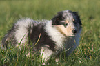 Collie puppy