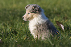 Collie puppy