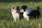 Collie puppy