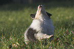 Collie puppy