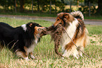 playing Collies