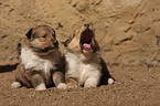 Collie Puppies