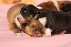 Collie Puppies