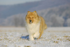 trotting Collie