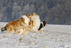 running Collies