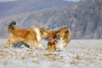 Collies in winter