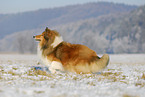 running Collie