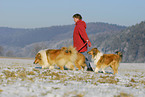 Collies in winter