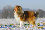 standing Collie