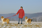 Collies in winter