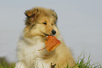 Collie Puppy